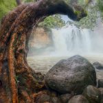 Photo Tree roots