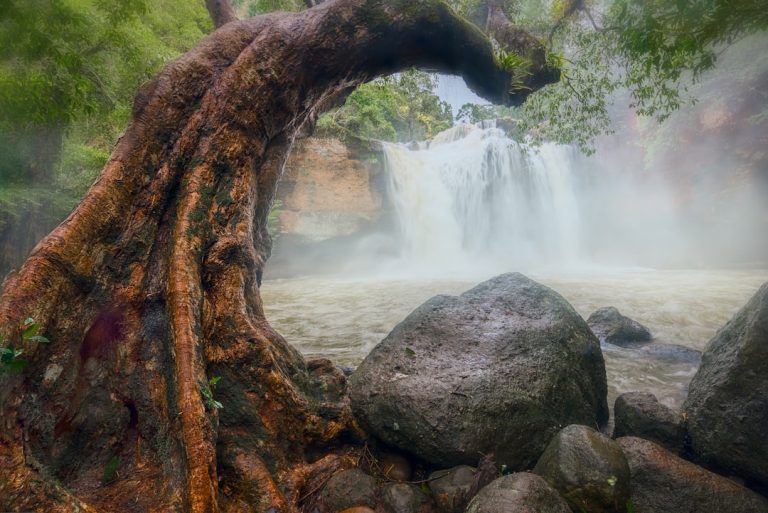 Photo Tree roots