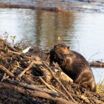 Photo Giant beaver