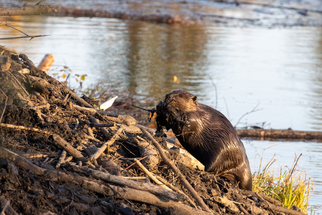 Photo Giant beaver